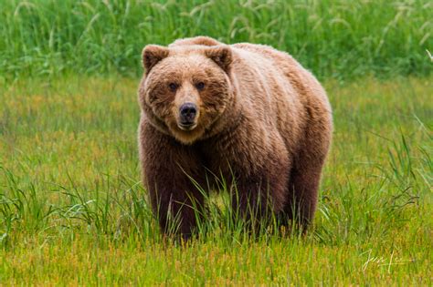 Brown Bear Photo Alaska Usa Photos By Jess Lee