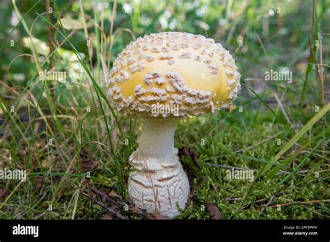 American Yellow Fly Agaric Fungus Amanita Muscaria Var Guessowii