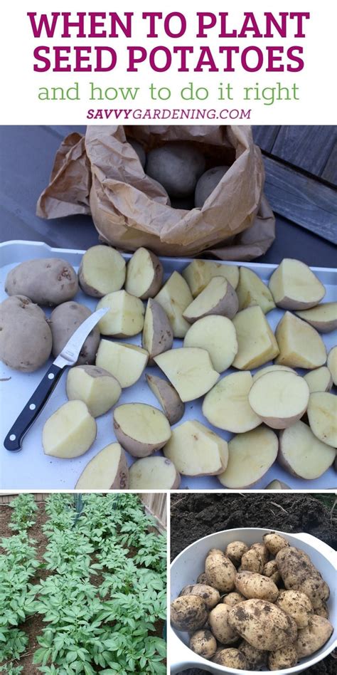 Planting Seed Potatoes A Step By Step Guide