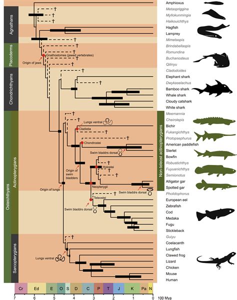 Tracing The Genetic Footprints Of Vertebrate Landing In Non Teleost Ray