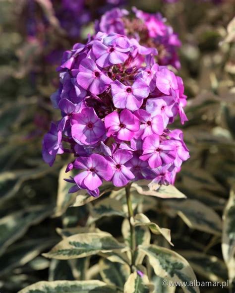 Floks Wiechowaty Olympus Phlox Paniculata Albamar