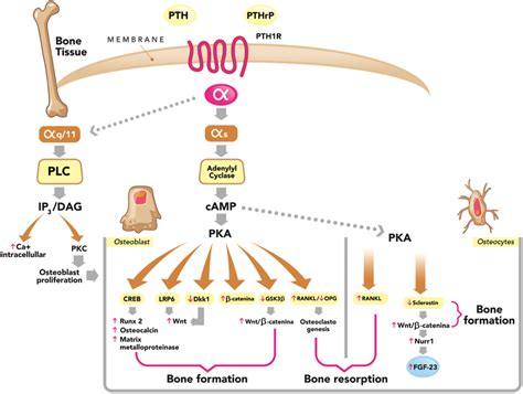 Schematic Representation Of The Wnt ß Catenin Signalling Pathway A Download Scientific