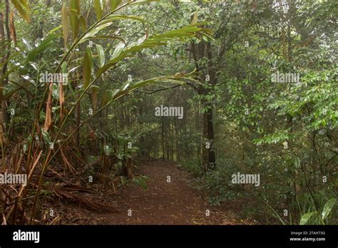 Path Through Misty Wet Lowland Sub Tropical Rainforest Tamborine