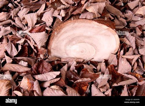 Eucalyptus Tree Trunk And Fall Leaves Stock Photo Alamy