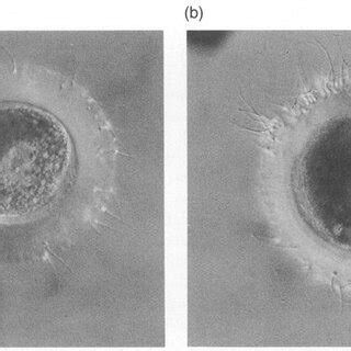 Effect Of Fresh Versus Thawed Tiger Spermatozoa On Fertilization Of