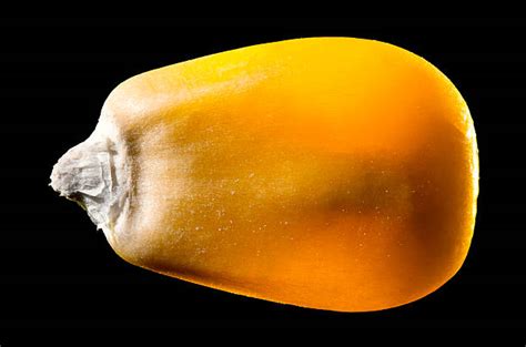 Best Single Seed Stock Photos Pictures And Royalty Free Images Istock