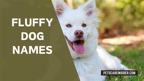 Fluffy Dog Names | Petscareinsider