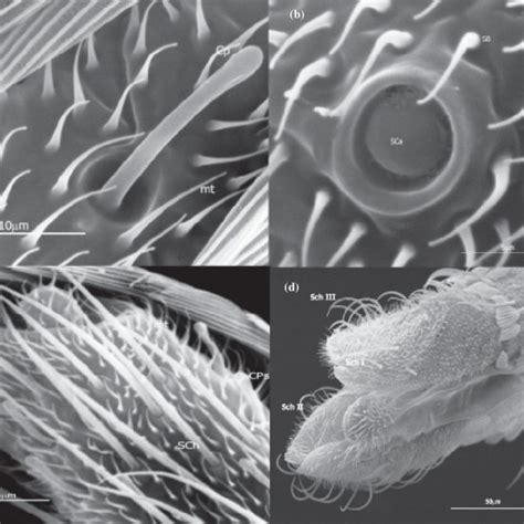 Scanning Electron Micrographs Showing Sensilla On The Antenna Of Ae