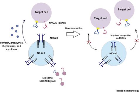 Regulation Of Nkg D Expression And Signaling By Endocytosis Trends In