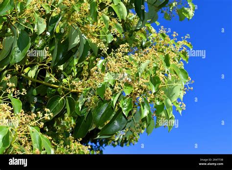 Leaves And Flowers Of The Camphor Tree Cinnamomum Camphora Stock Photo