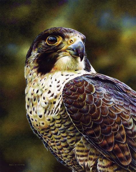 Peregrine Falcon Painting By Esthervanhulsen On Deviantart Wildlife