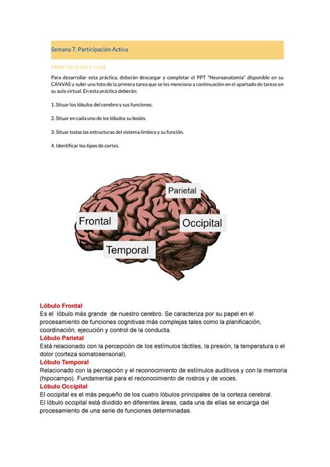 Tarea Semana 6 Lóbulo Frontal Es El Lóbulo Más Grande De Nuestro Cerebro Se Caracteriza Por