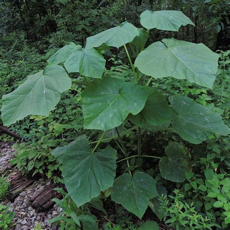 Princess Tree Paulownia Tomentosa Food Forest Farm