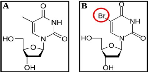 A Thymidine And B 5 Bromo 2 Deoxyuridine Brdu Download