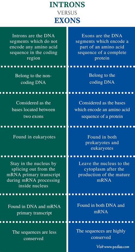 Difference Between Introns and Exons | Definition, Characteristics ...