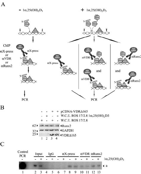 The VDR 165 Domain Binds To The OC Promoter And Competes With VDR For