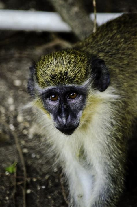 De Groene Aapje Van Barbados Stock Foto Image Of Zoogdier Dier