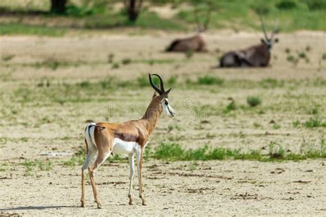 Springbok Em Kalahari Frica Do Sul Fauna Selvagem Foto De Stock