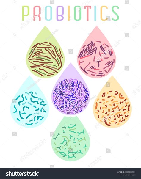 Probiotics Types Vertical Poster Lactobacillus Acidophilus เวกเตอร์