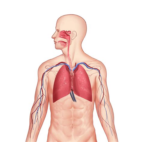 Aparato Respiratorio Mind Map