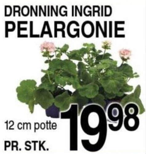 Dronning Ingrid Pelargonie Tilbud Hos Abc Lavpris