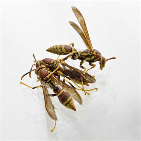 Ants Bees Wasps Sawflies Flickr