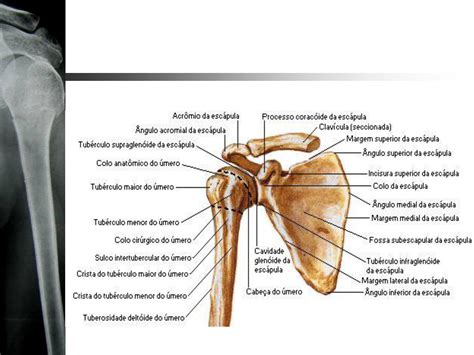 Ossos Do Ombro Aparecendo Librain