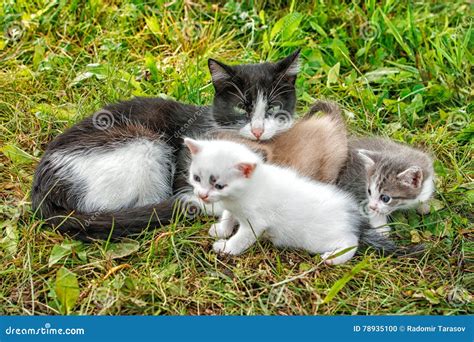 Cat With Three Kittens Walking On Grass Stock Photo Image Of Furry