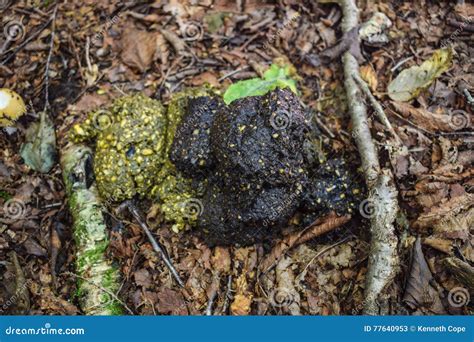 Black Bear Scat Stock Image Image Of Excrement Mountains 77640953