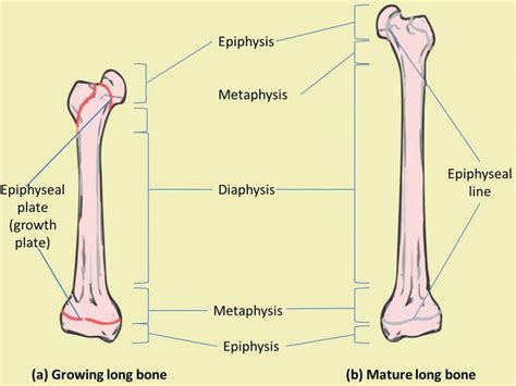 [DIAGRAM] Proximal Epiphysis Long Bone Diagram - MYDIAGRAM.ONLINE