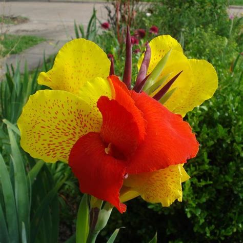 Cannas A Guide To Plant Care And Varieties