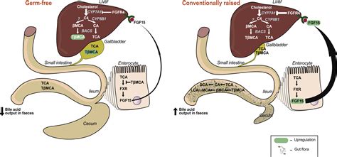 Gut Microbiota Regulates Bile Acid Metabolism By Reducing The Levels Of