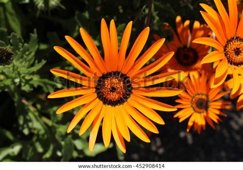 Orange Namaqualand Daisy Flower Glandular Cape Stock Photo 452908414