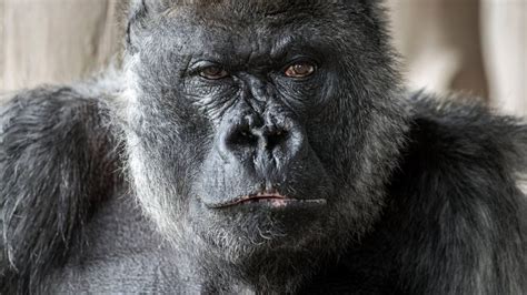 Longleat's 'Nico' the silverback gorilla has died | ITV News West Country