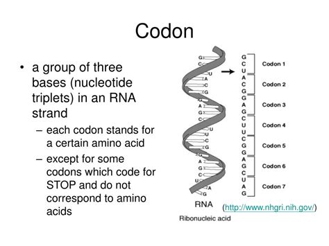 Ppt Biology Overview Powerpoint Presentation Free Download Id65419