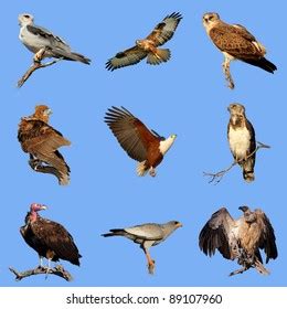 Collection Various Species African Birds Prey Stock Photo (Edit Now ...