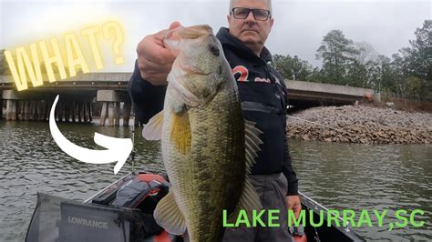 Good Day Of December Bass Fishing On Lake Murray Sc Moss Fish And Flip