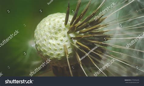 Naked Dandelion Stock Photo 277876220 Shutterstock