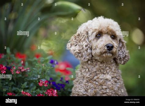 Standard Poodle Hi Res Stock Photography And Images Alamy