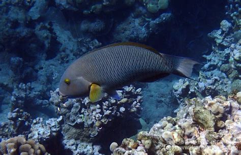 Old Woman Or Blacktail Wrasse Thalassoma Ballieui