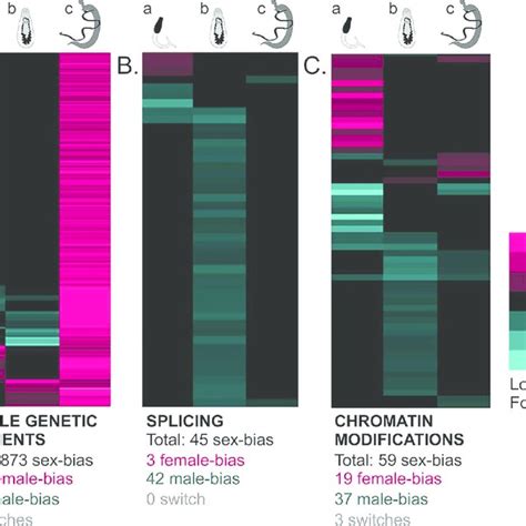 Venn Diagrams Of Sex Biased Genes For Each Of The Three Developmental