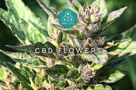 Comprar Flores De Cáñamo Cbd De Primera Calidad Guía De Las Mejores Variedades De Flores De