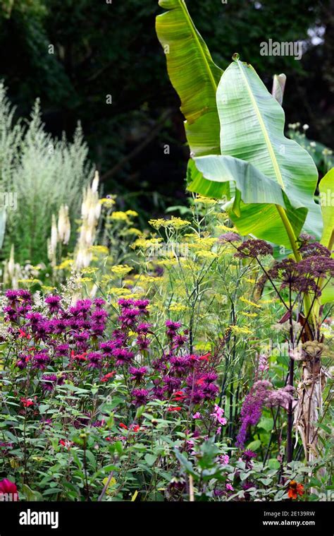 Monarda On Parade Magenta Flowersflowerfloweringperennialgarden