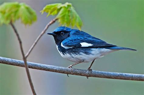 10 Spring Warblers You Should Know Birds And Blooms