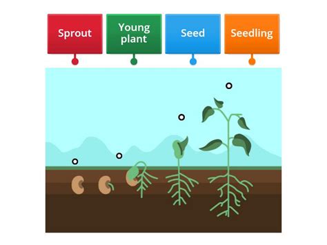 Stages of Germination - Labelled diagram