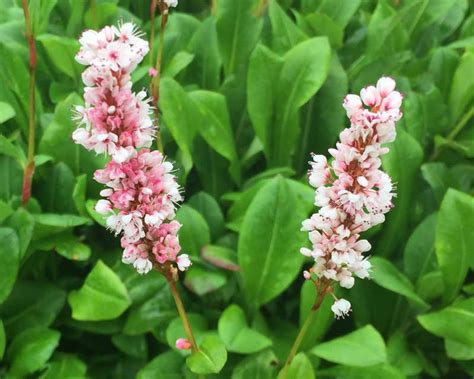 Persicaria Affinis Gardensonline