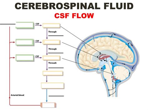 CSF Flow Diagram | Quizlet