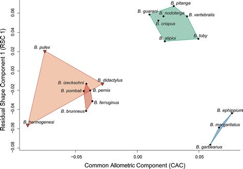 Skull Diversity And Evolution In Miniaturized Amphibians Genus