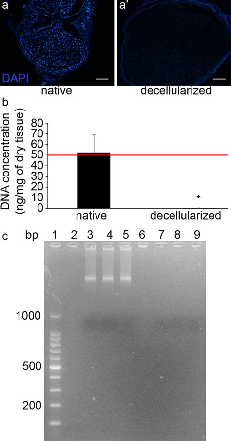 Analysis Of The Decellularization Efficiency Immunofluorescence