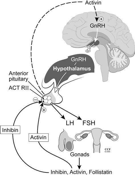 Figure 1 from Significance of inhibin in reproductive pathophysiology ...